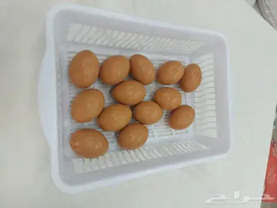 بيض دجاج صناعي وحمام وطيور صغيره 2