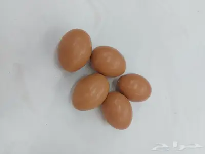 بيض الدجاج الصناعي 8