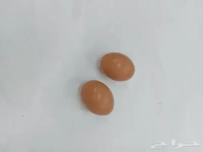 بيض الدجاج الصناعي 9