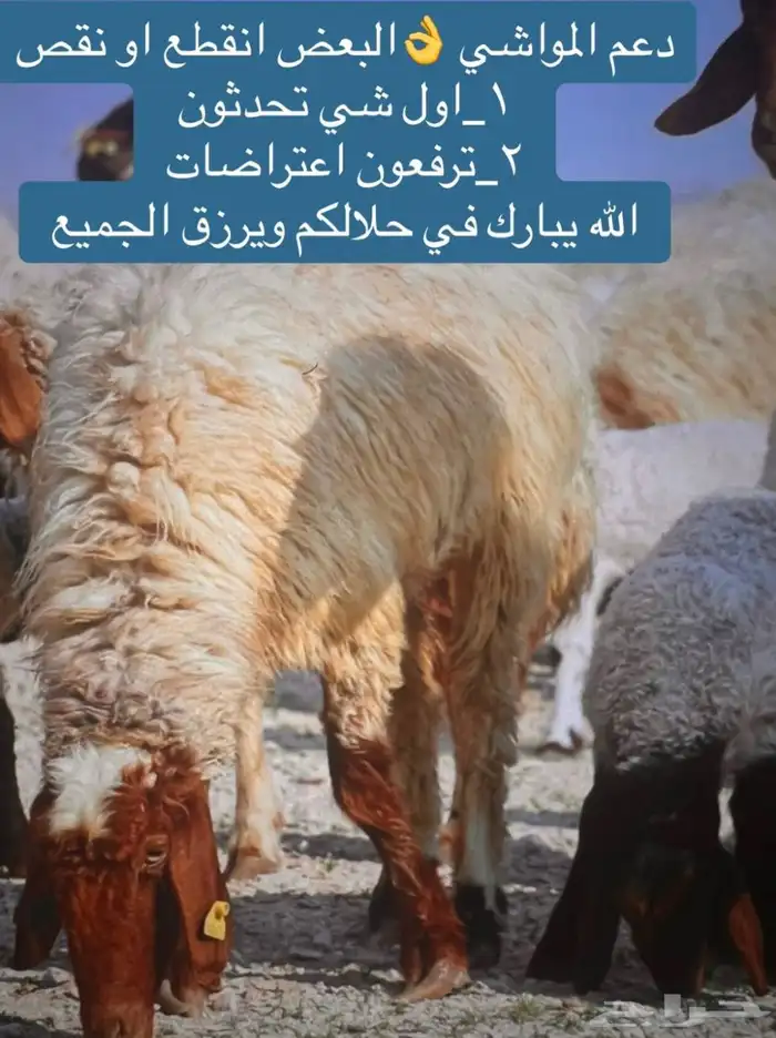 رفع ترقيم دعم المواشي 5