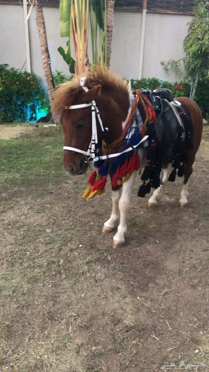 ايجار سيسي بوني خيل 3