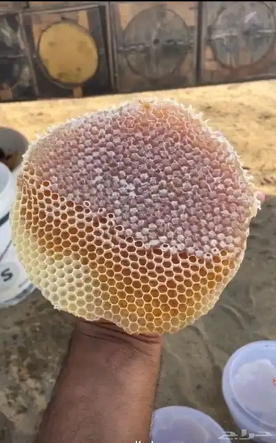 عسل جبلي صافي جديد بلدي من منحلي شخصي ا 15