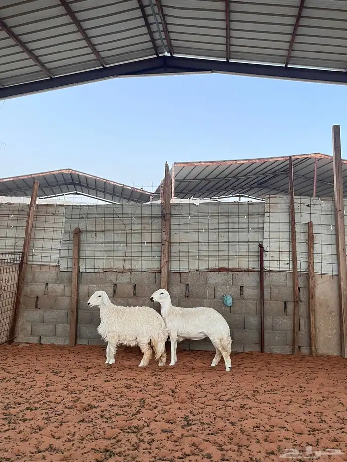 رخال حريات 2