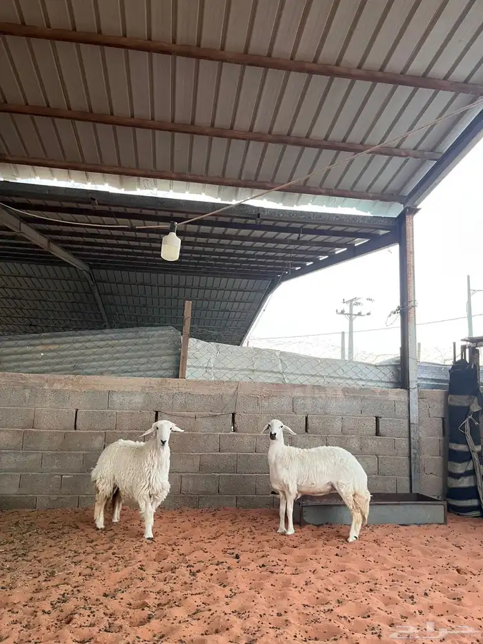 رخال حريات 4