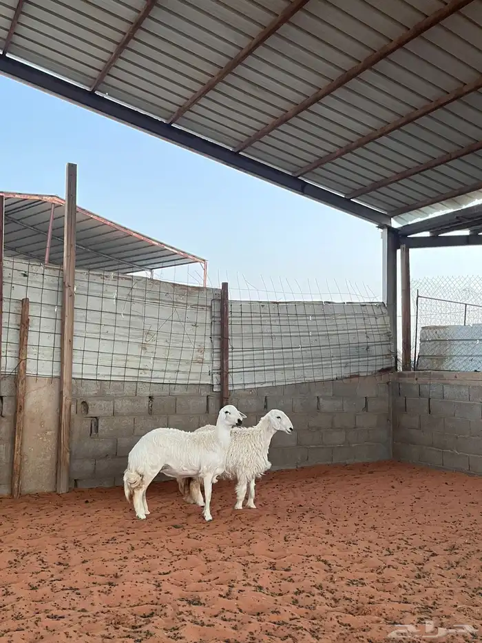 رخال حريات 0