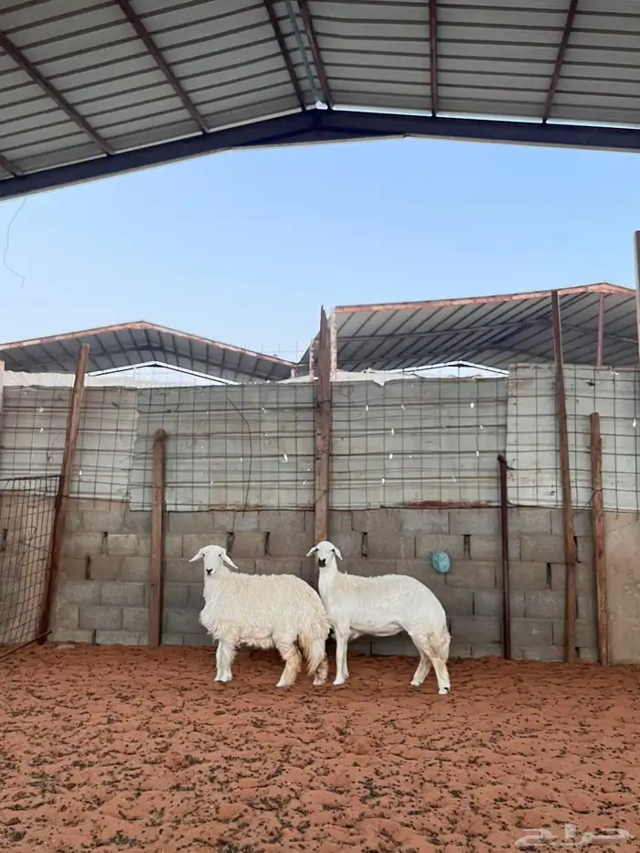 رخال حريات 5