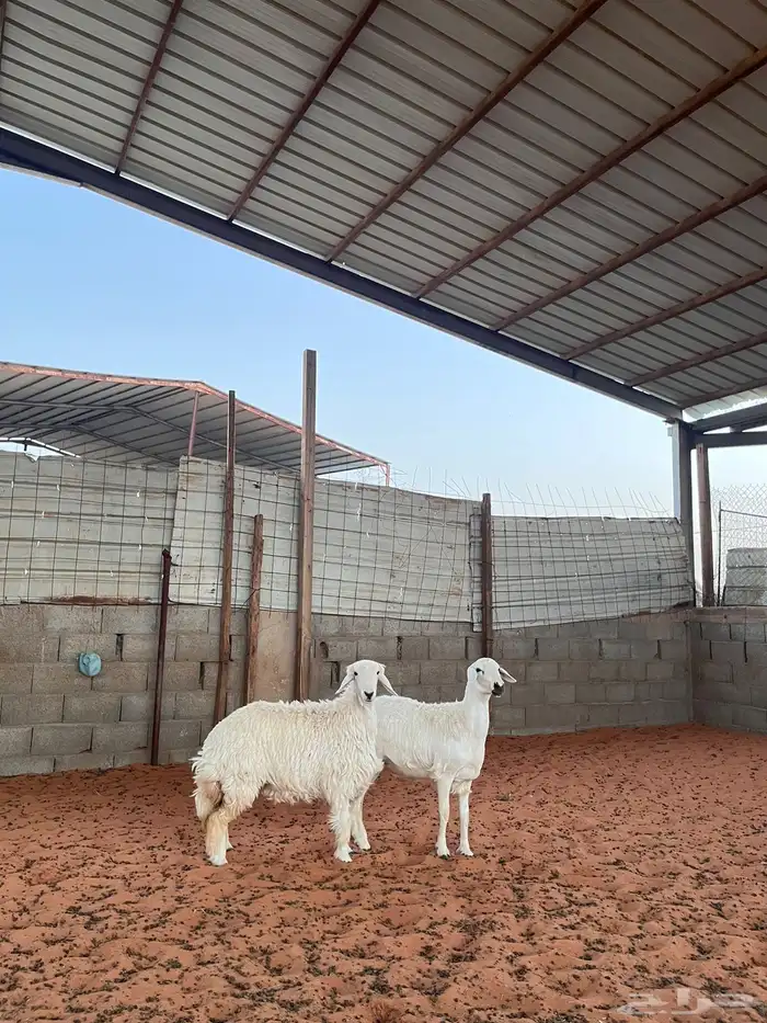 رخال حريات 3