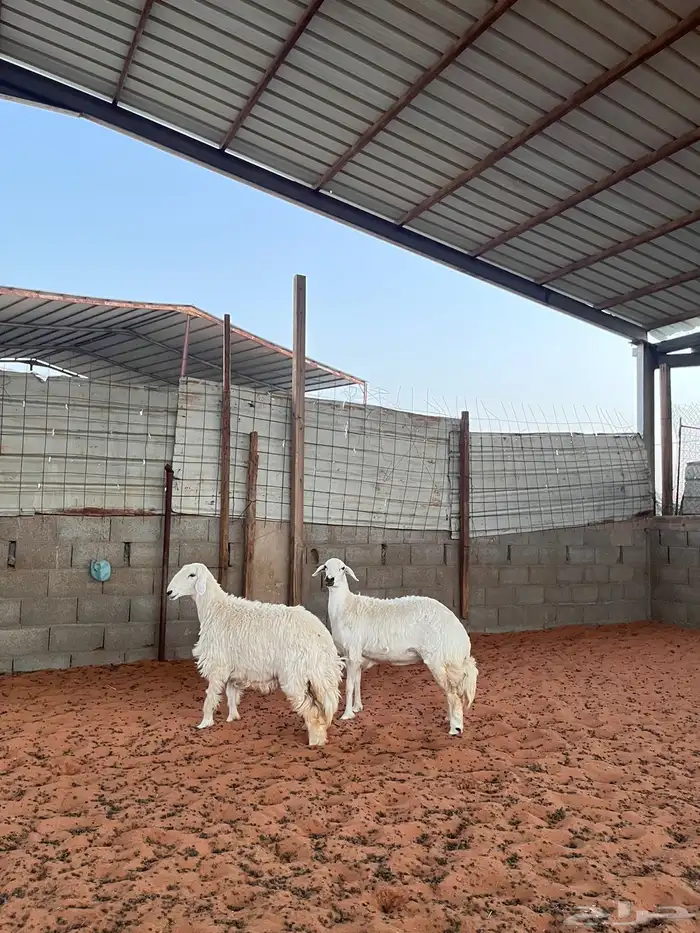 رخال حريات 1