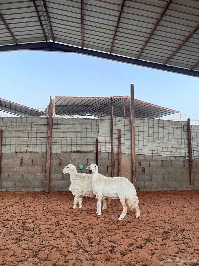 رخال حريات 8