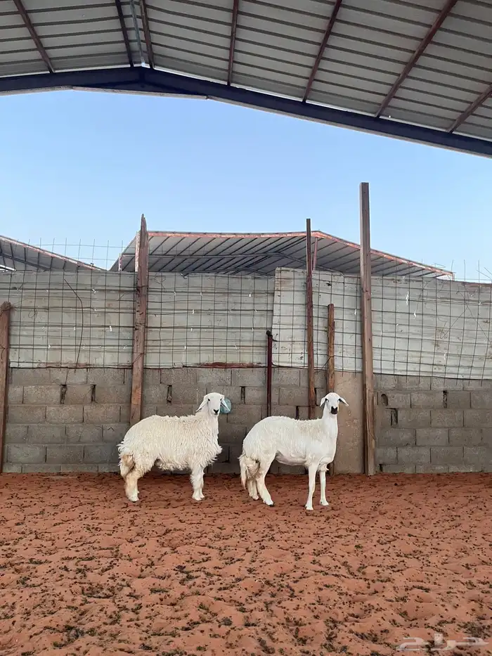 رخال حريات 7