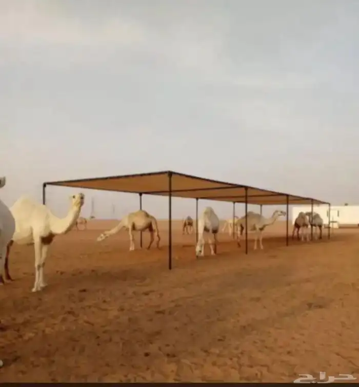 يوجد لدينا مضلات ابل جميع المقاسات 3