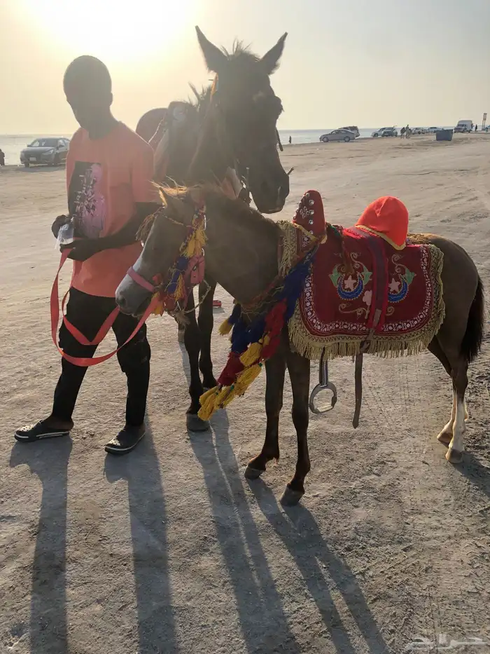 ايجار سيسي بوني خيل 8