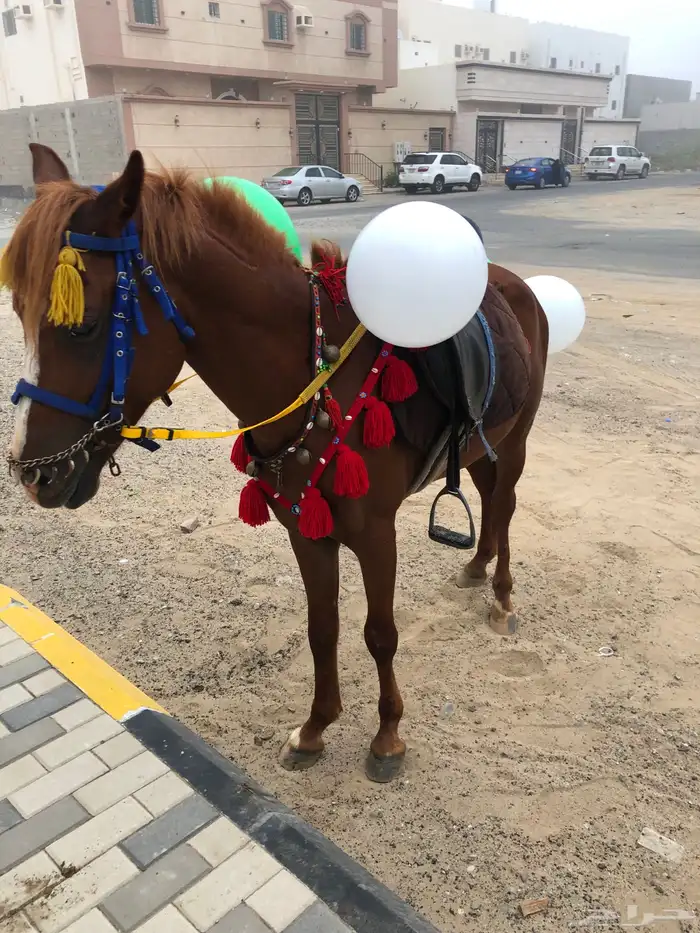 ايجار سيسي بوني خيل 6