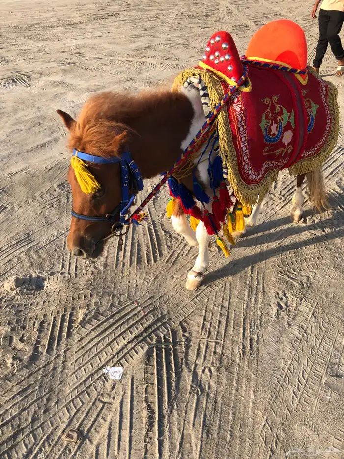 ايجار سيسي بوني خيل 7