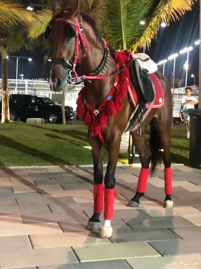 ايجار سيسي بوني خيل 1