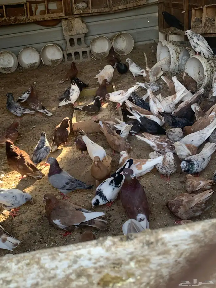 قلابي ملاوين 2