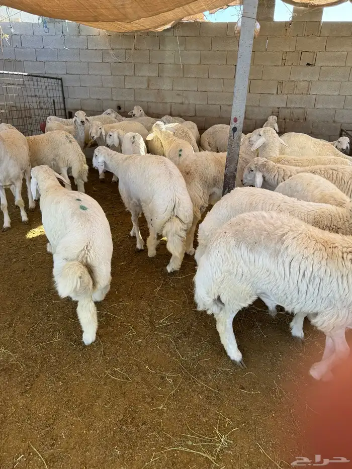 طائفية نوادر جدة حري نجدي سواكني 41