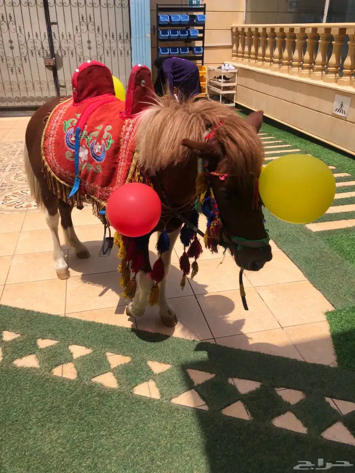 ايجار سيسي بوني خيل 0