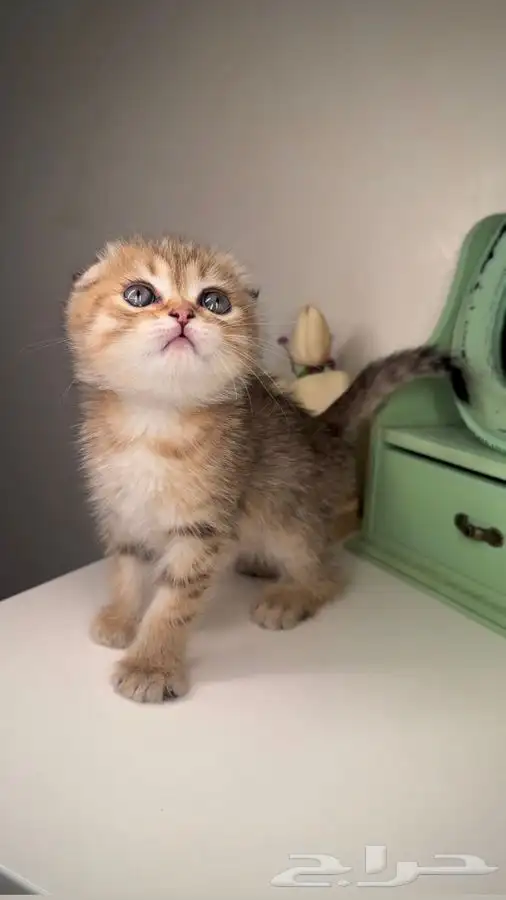 سكوتش فولد قولد ستريت سلفر كيتن قطوه قطه بسه قطط جدة للبيع 0
