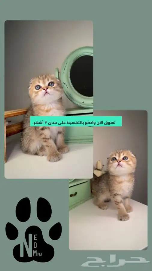 سكوتش فولد قولد ستريت سلفر كيتن قطوه قطه بسه قطط جدة للبيع 1