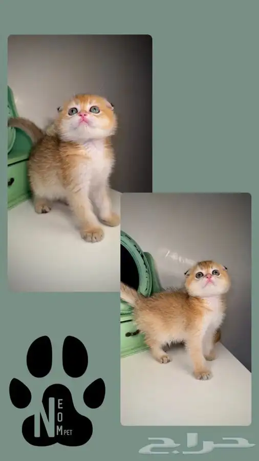 سكوتش فولد قولد ستريت سلفر كيتن قطوه قطه بسه قطط جدة للبيع 4