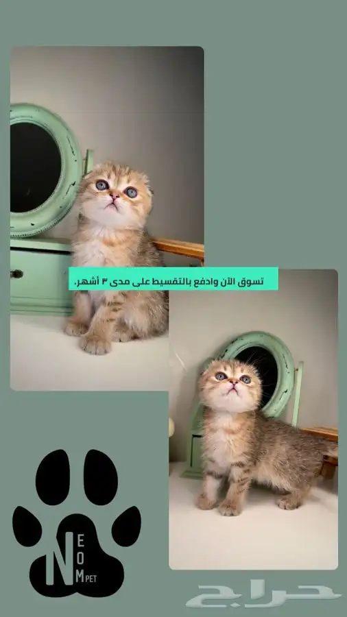 قطط سكوتش فولد قولد سلفر ستريت للبيع اثنى ذكو قطوه قطه بسه 1