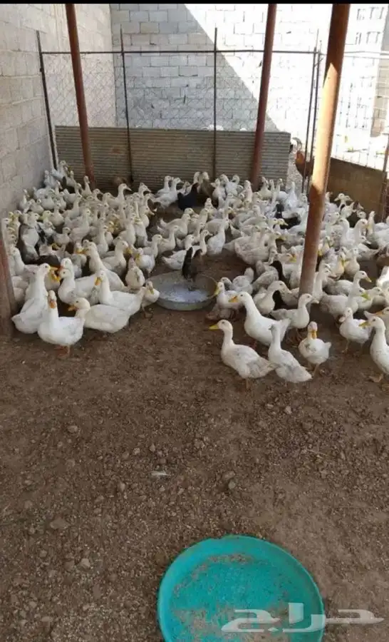 بط بكيني 0