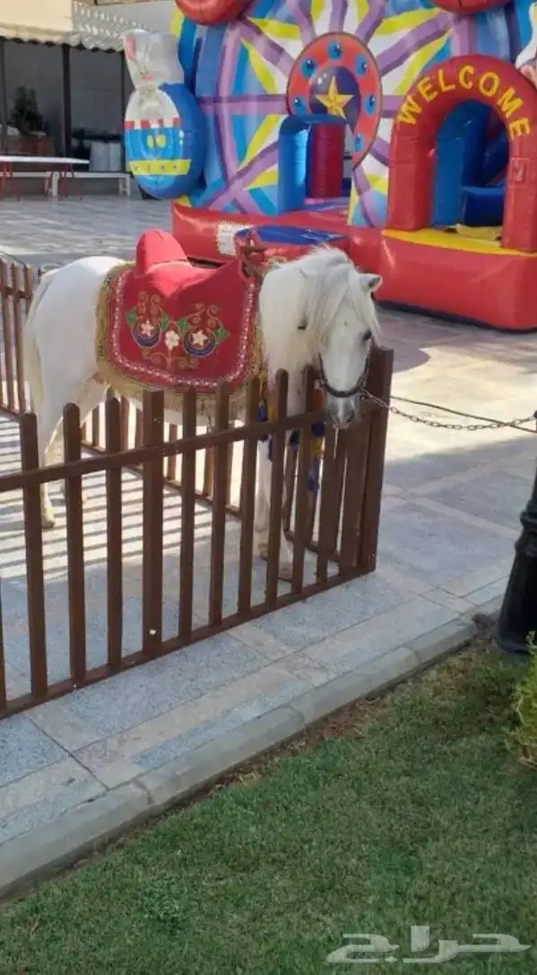 ايجار سيسي بوني خيل 11