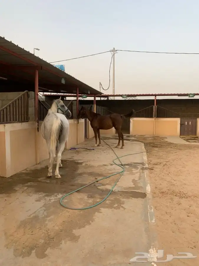 اسطبلين في ارضيه وحده للبيع 16