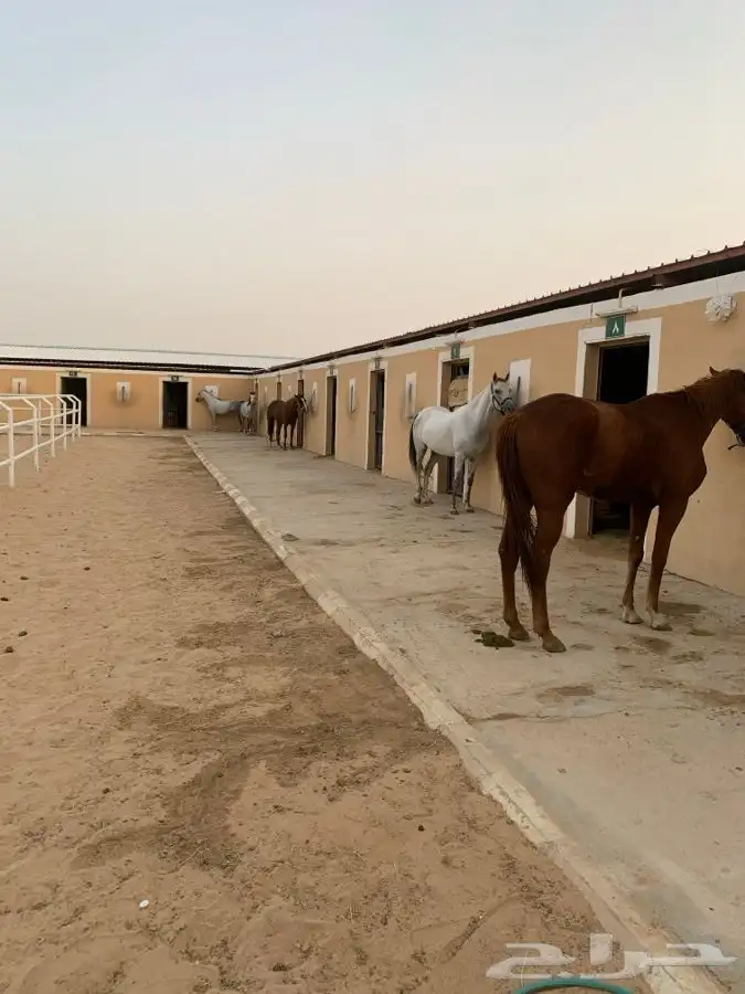 اسطبلين في ارضيه وحده للبيع 15