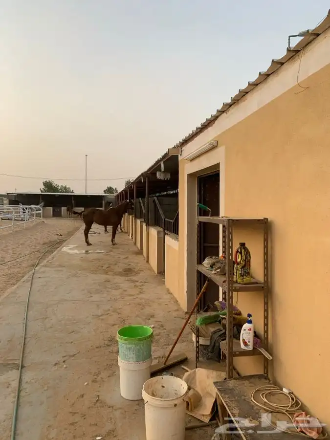 اسطبلين في ارضيه وحده للبيع 8