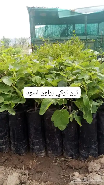 شتلات 1