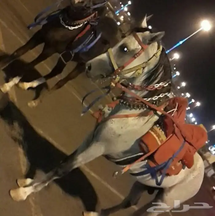 ايجار سيسي بوني خيل 12