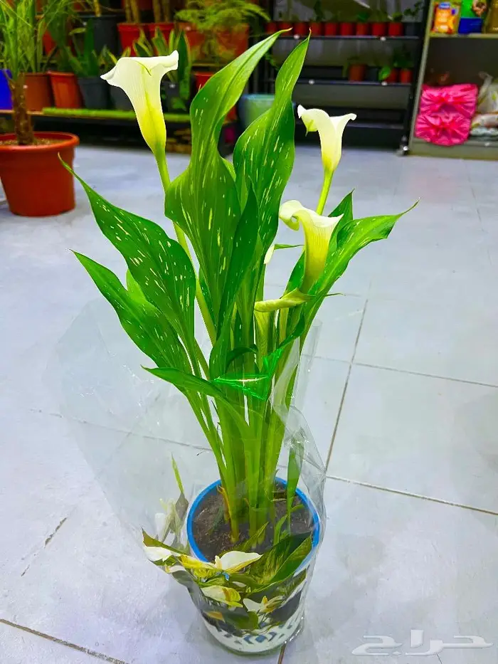 وصلتنا تشكيلة جديدة من النباتات الداخلية والخارجية 48