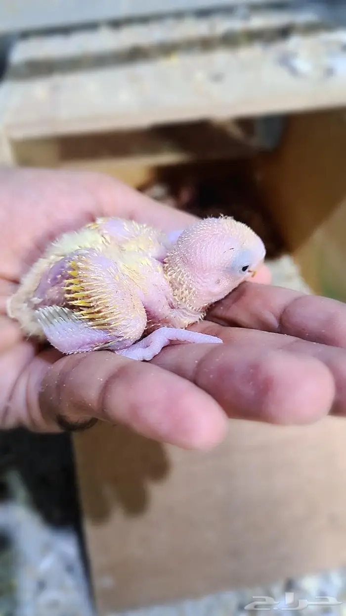 فروخ روز فواتح 0