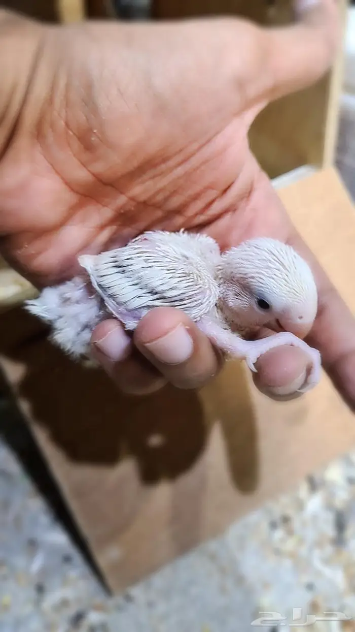 فروخ روز فواتح 1