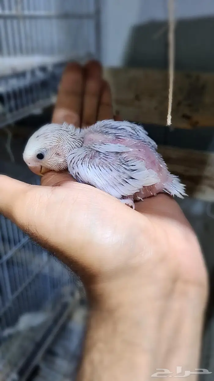 فروخ روز فواتح 2