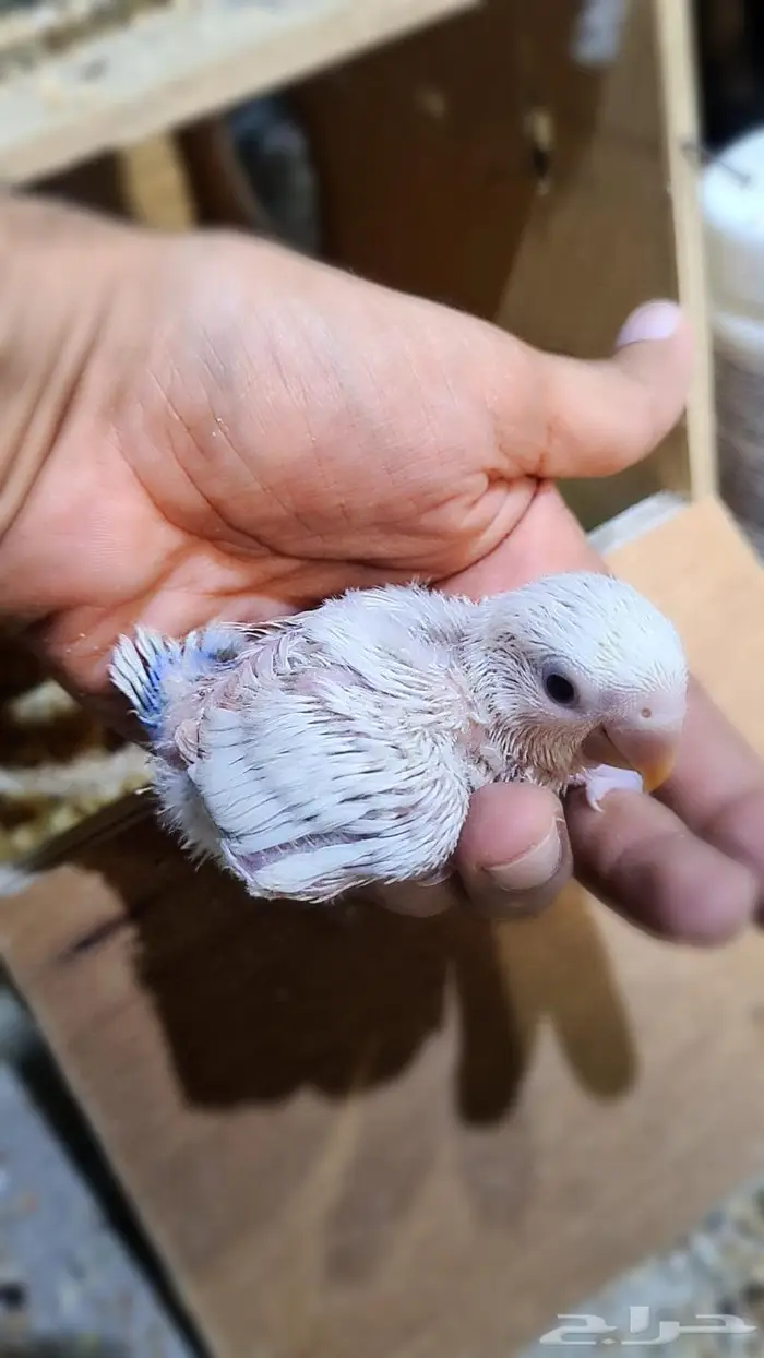 فروخ روز فواتح 3