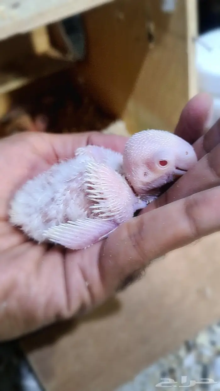 فروخ روز فواتح 5