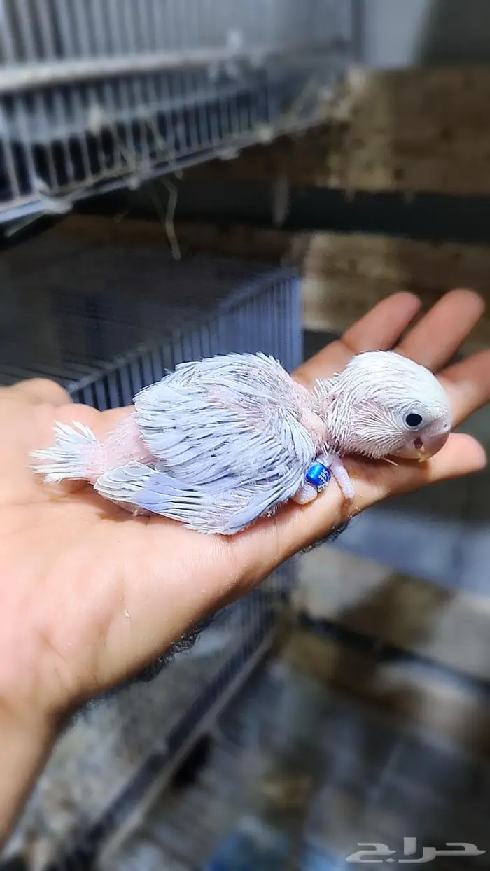 فروخ روز فواتح 6