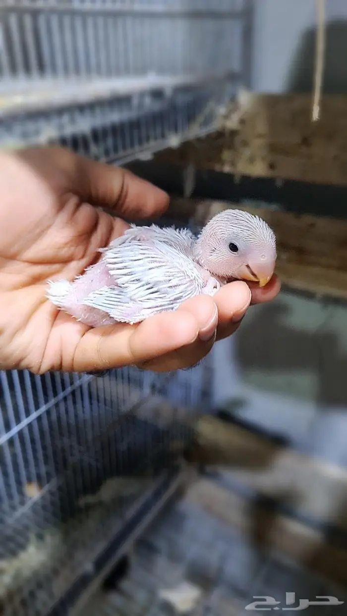 فروخ روز فواتح 7