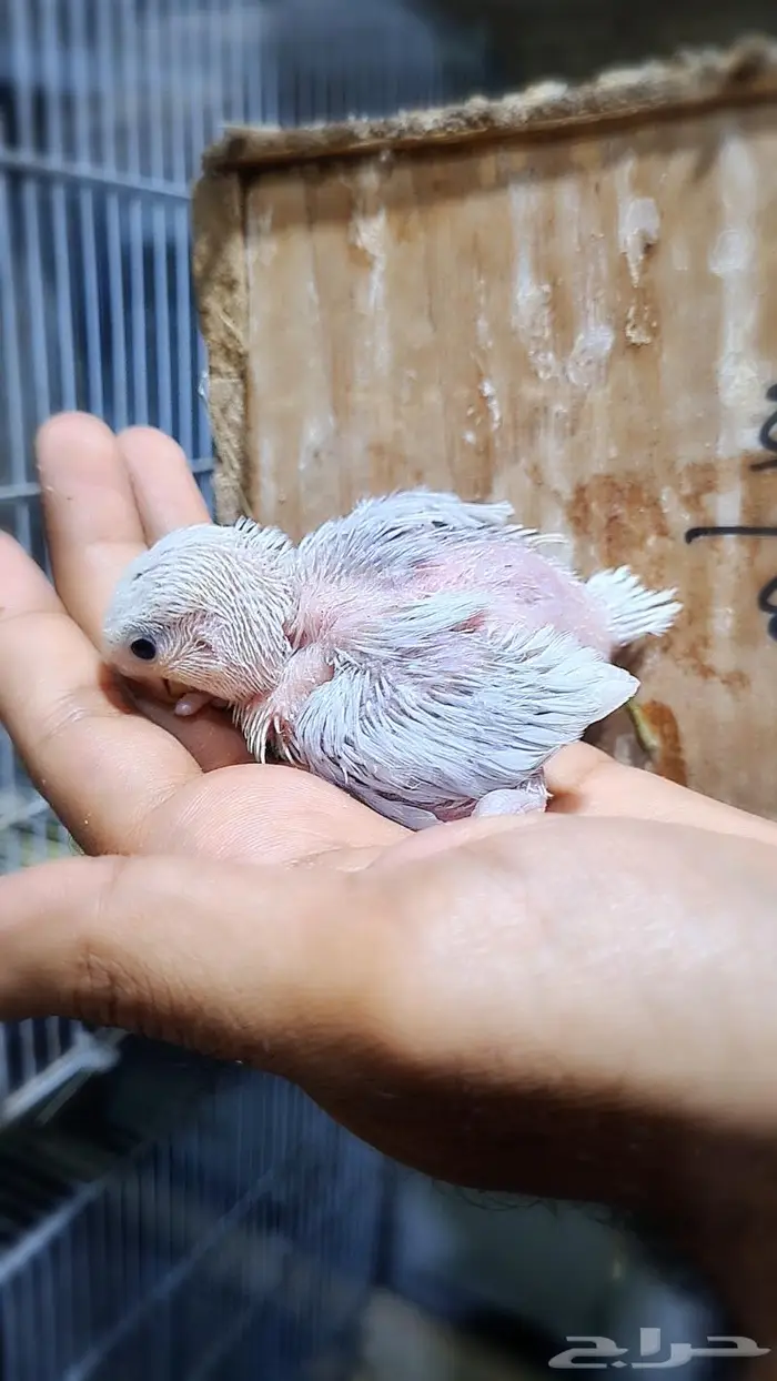 فروخ روز فواتح 8