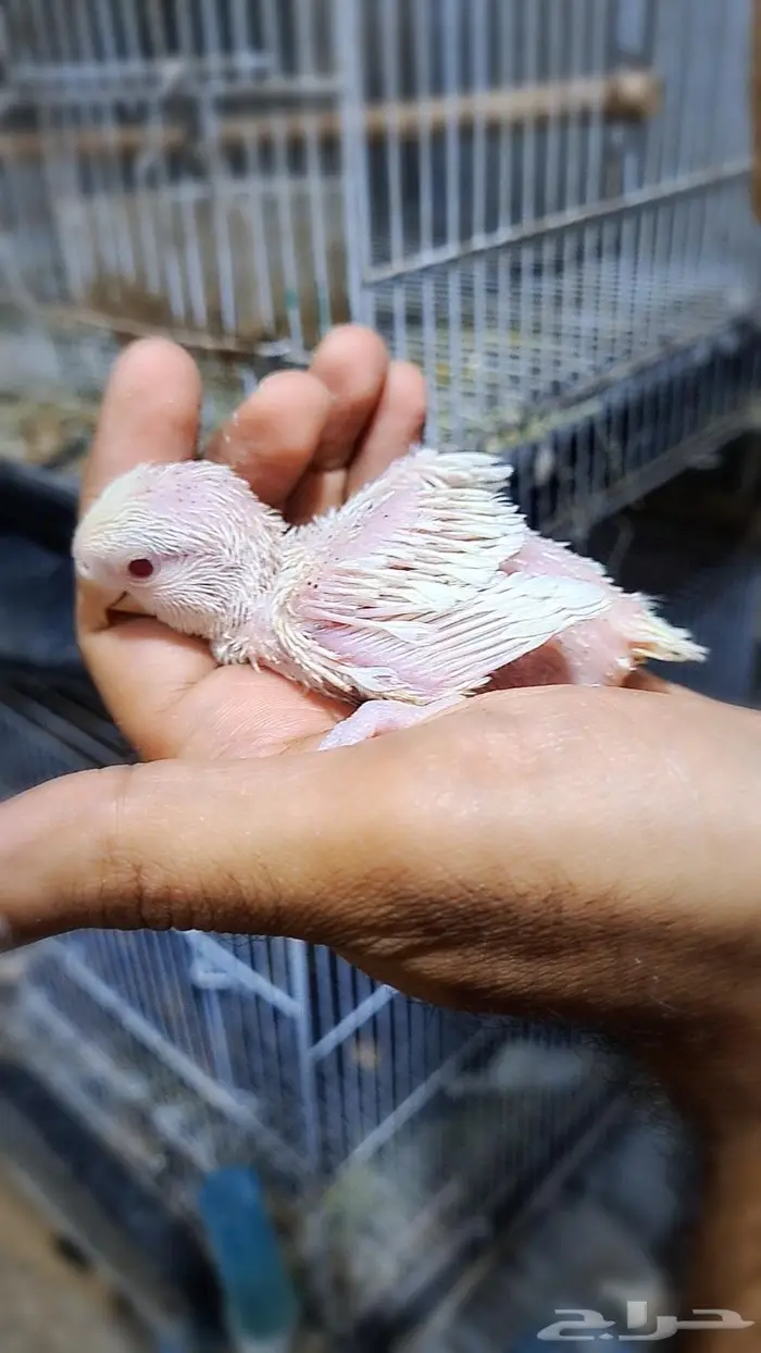 فروخ روز فواتح 9