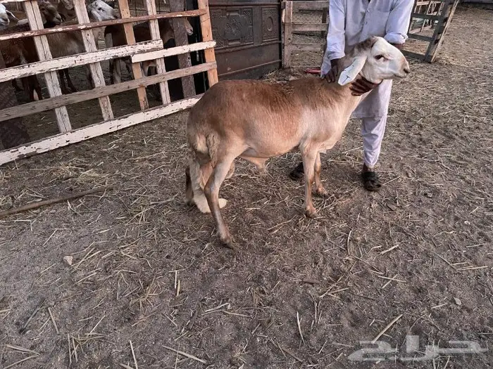 طليان سواكني تربيه 1