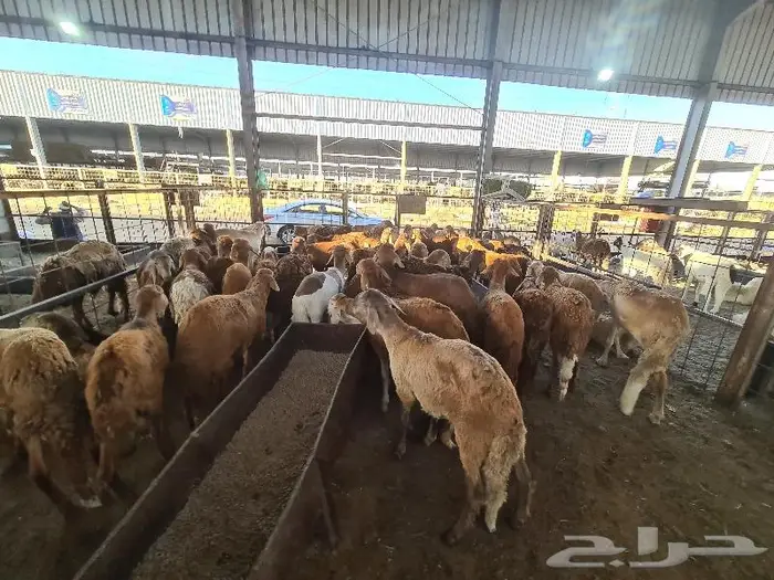 طليان سواكني مع الذبح والتوصيل 10