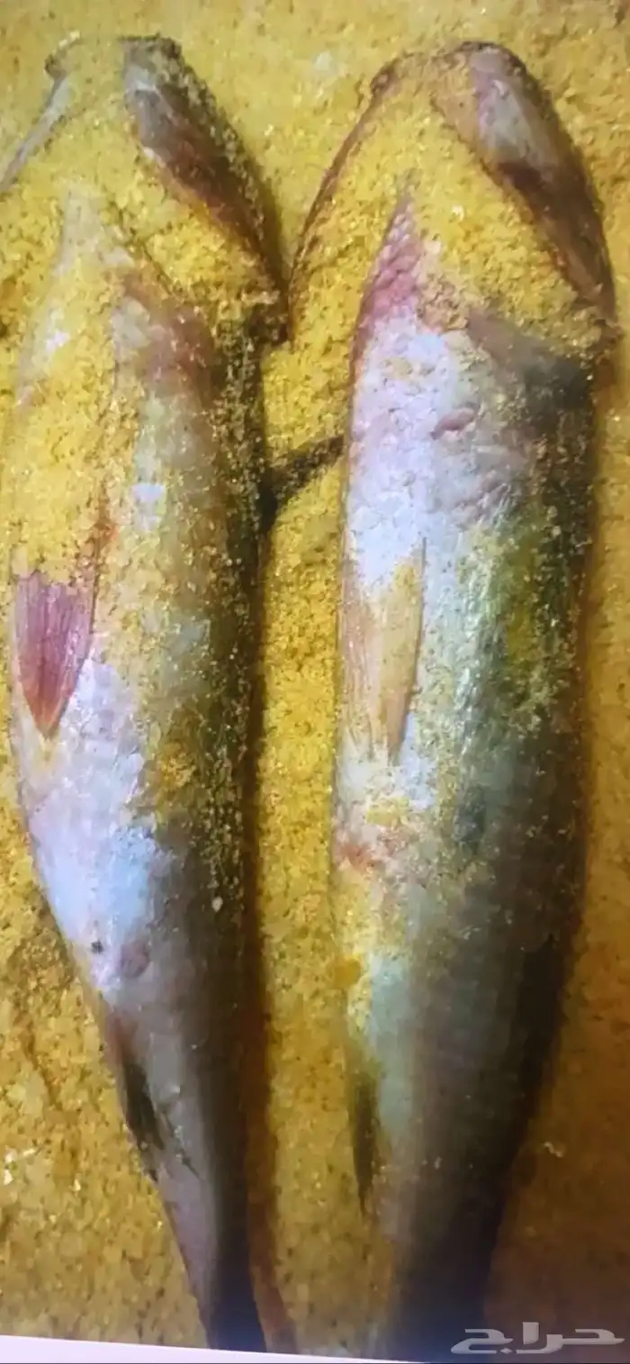 فسيخ 0
