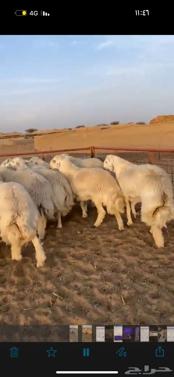 طائفية نوادر جدة حري نجدي سواكني 28