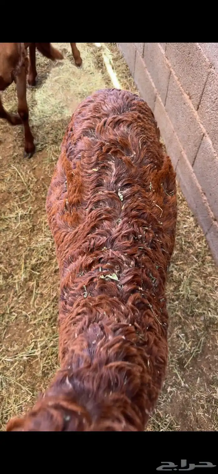 طائفية نوادر جدة حري نجدي سواكني 18