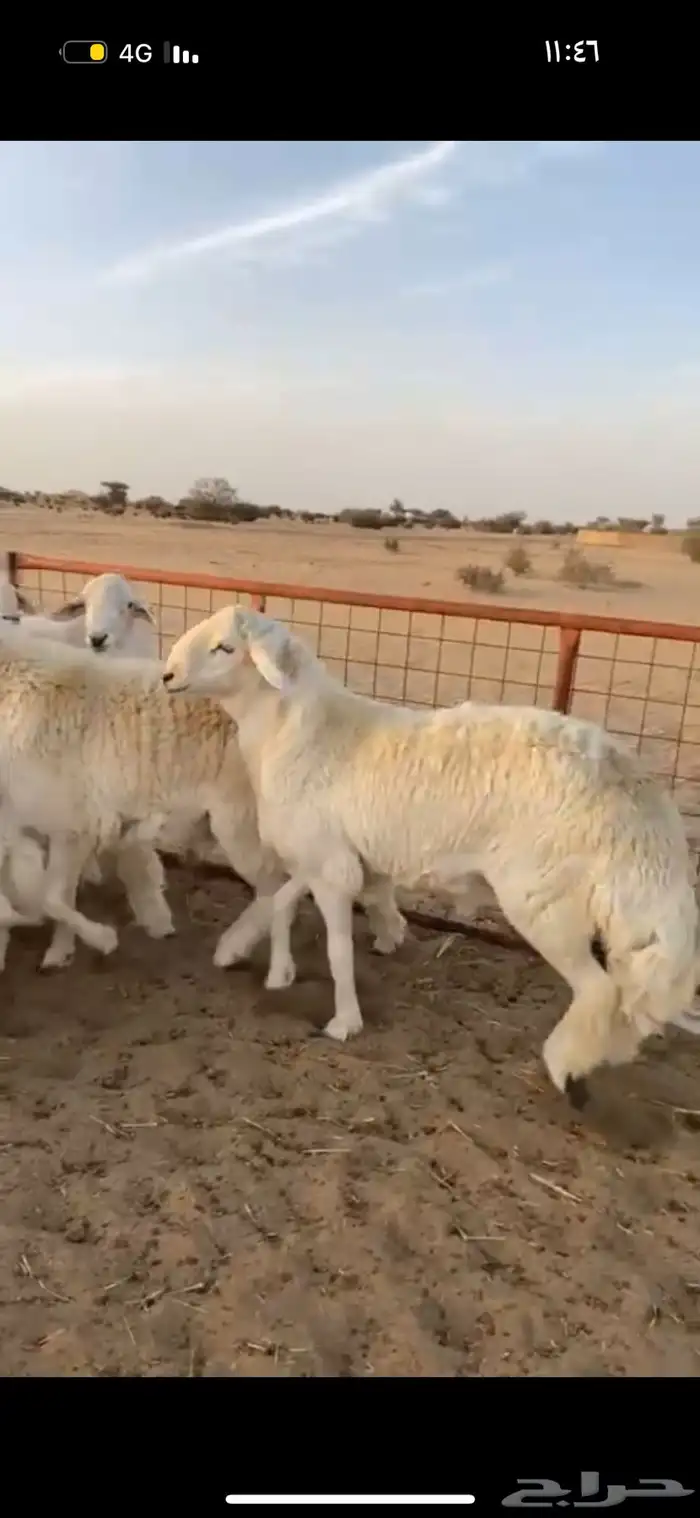طائفية نوادر جدة حري نجدي سواكني 29