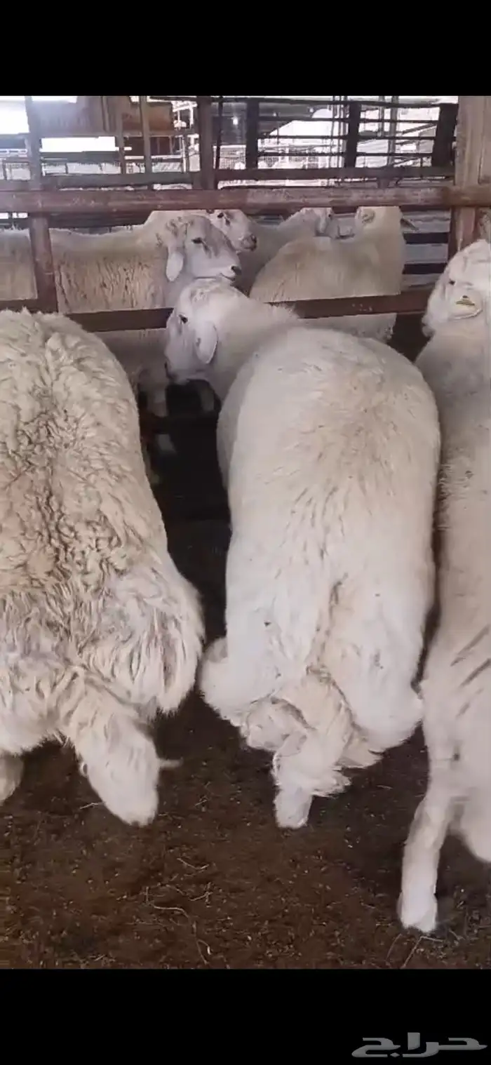 طائفية نوادر جدة حري نجدي سواكني 23